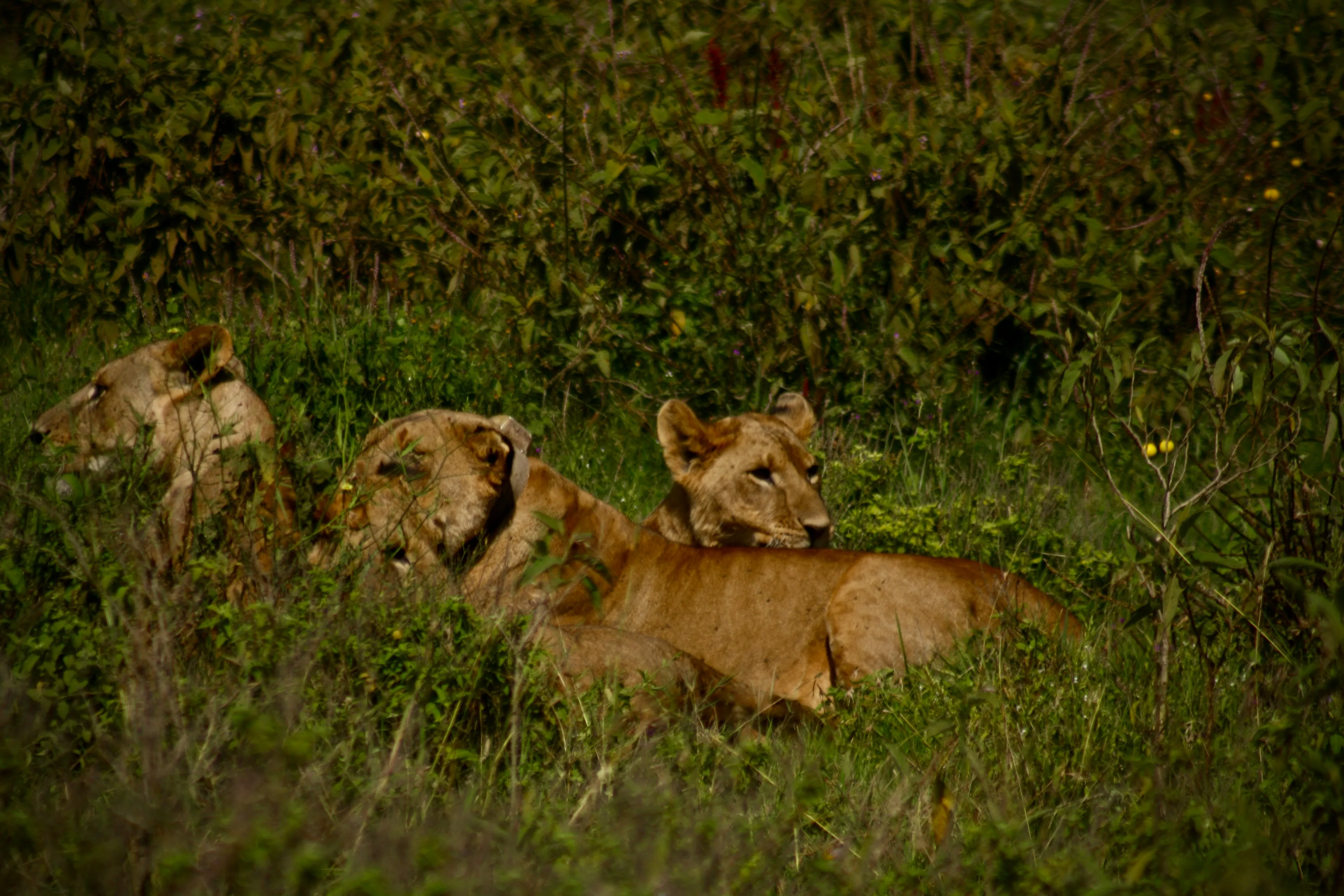 Safari en el Parque Nacional de Nakuru